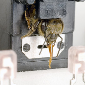 Trained honeybee exhibiting a proboscis extension reflex